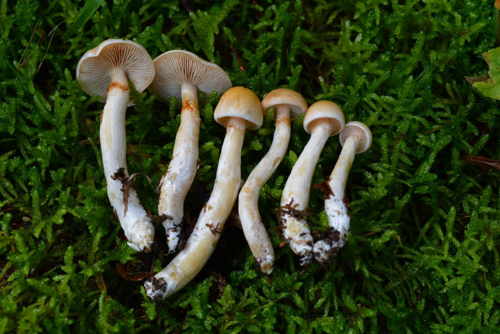 Cortinarius crystallinus Fr.